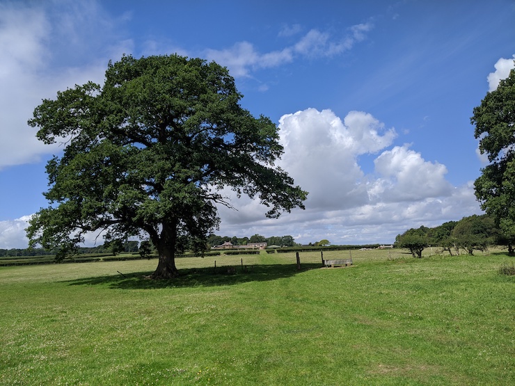 Oak tree in field